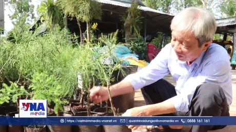 Người nhân giống thành công hơn 2.500 cây thủy tùng