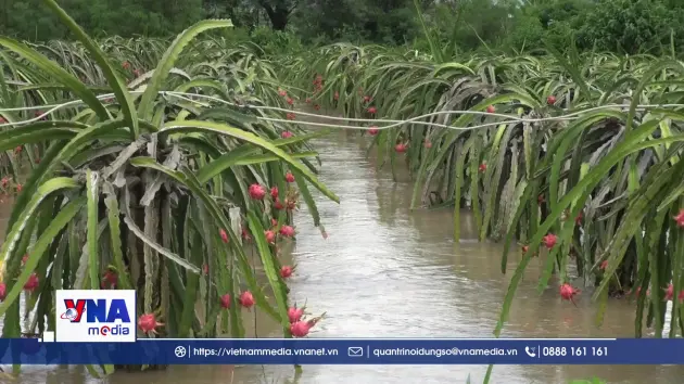 Giá trái thanh long tươi tại vườn tăng cao