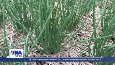 Hải Phòng ứng dụng công nghệ trong sản xuất hành tỏi