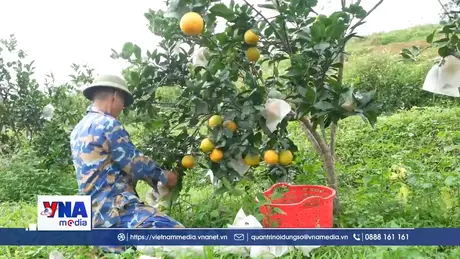 Trồng cam hữu cơ mở hướng đi bền vững cho nông sản Hà Tĩnh