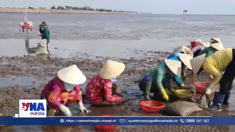 Nhộn nhịp mùa thu hoạch nghêu ở biển Gò Công