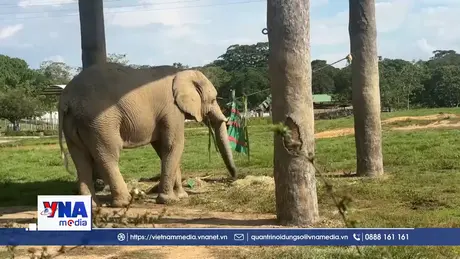 Vườn thú Clombia đón Giáng sinh theo cách đặc biệt