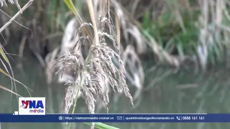 Hồi sinh Biwa – “Tấm lọc tự nhiên” từ cánh đồng lau sậy