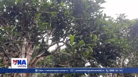 Chè shan tuyết Bằng Phúc được công nhận là Cây Di sản Việt Nam