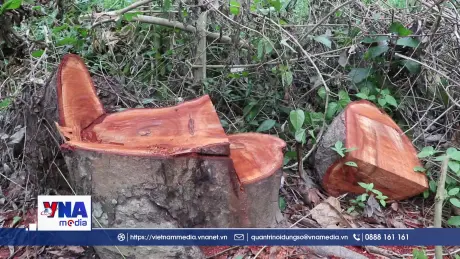 Xác minh vụ hàng loạt cây bị đốn hạ tại Hồ Nước Ngọt