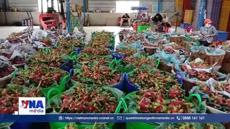 Giá thanh long nghịch vụ cao, nhà vườn phấn khởi