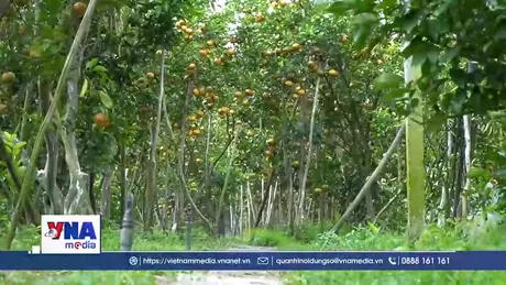 Khám phá vườn quýt hồng ở Đồng Tháp