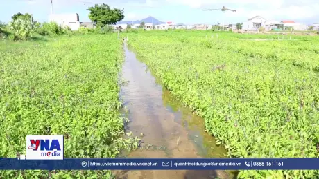 Khánh Hòa tái thiết sản xuất nông nghiệp phục vụ dịp tết