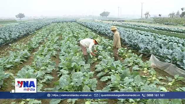 Ninh Bình thắng lợi “kép” từ cây vụ Đông