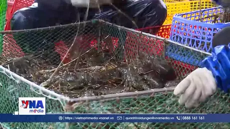 Thiên tai kéo lùi tăng trưởng xuất khẩu tôm hùm về vạch xuất phát