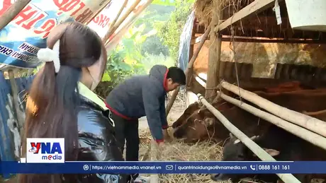 Chủ động phòng chống rét cho đàn vật nuôi