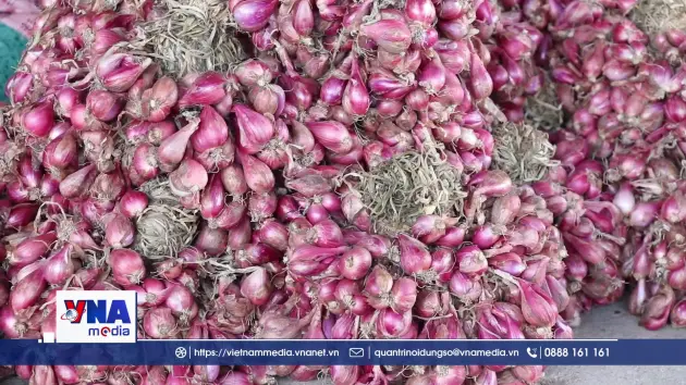 Giá rau củ tại Khánh Hòa đang dần hạ nhiệt