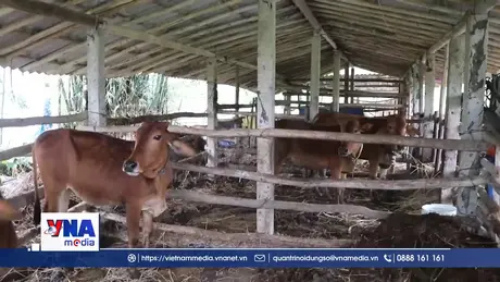 Thành tựu giảm nghèo ở miền núi Quảng Ngãi