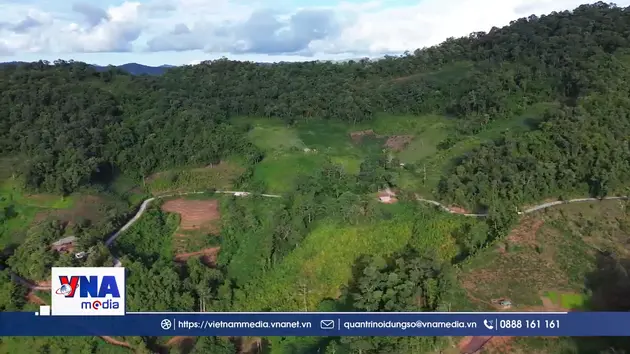 Người dân Điện Biên chú trọng phát triển kinh tế rừng