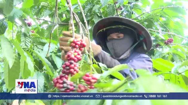 Nông dân Gia Lai thu hoạch cà phê trong tâm lý ổn định
