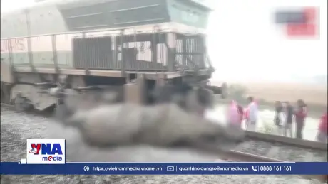 Voi chết do va chạm với tàu hỏa ở Ấn Độ