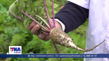 Ibuki Soba - Môi trường tự nhiên tạo nên hương vị độc nhất