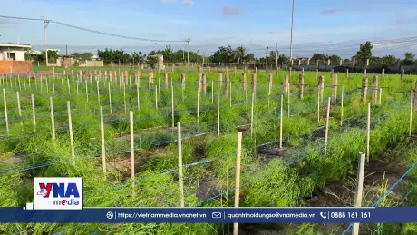 Người Chăm phủ xanh cát trắng