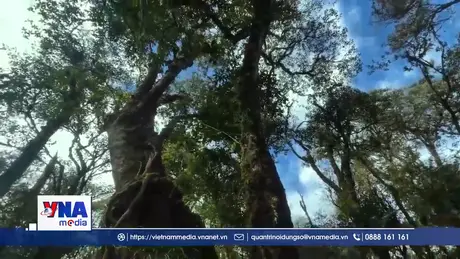 Chủ động phòng chống cháy rừng ở xã vùng cao Chế Tạo