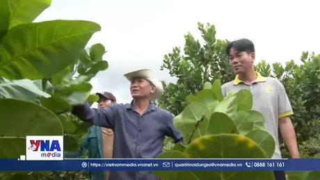  Áp dụng KHKT liên kết sản xuất nông nghiệp hữu cơ bền vững