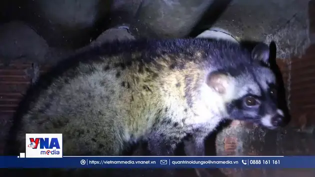 Triển vọng thoát nghèo từ mô hình nuôi cầy vòi hương