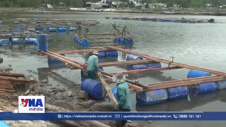 Ngư dân nuôi biển vượt khó sau thiên tai