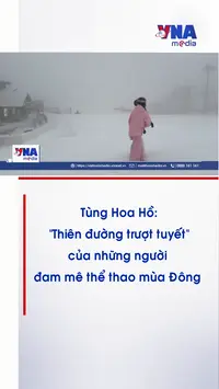 Tùng Hoa Hồ - 