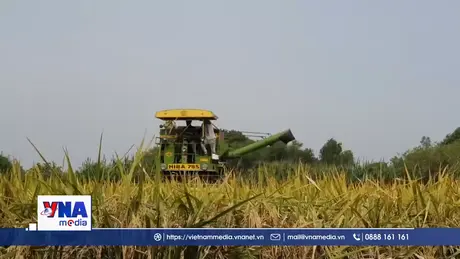 Dự trữ gạo của Ấn Độ tăng kỷ lục