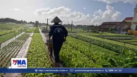 Vùng rau Trà Quế Hội An sẵn sàng đón Tết