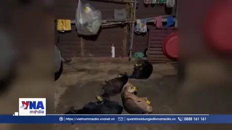 Đồng Nai triệt phá nhóm trộm chó, bắt giữ 4 đối tượng 