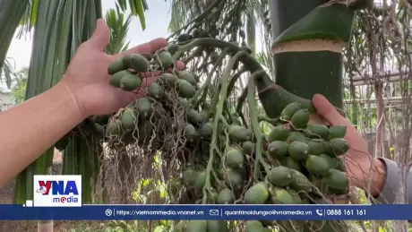 Cau Cao Nhân - Hải Phòng mất mùa, rớt giá