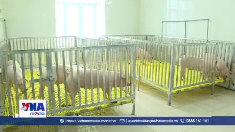 Nỗ lực ứng phó với virus dịch tả lợn châu Phi biến chủng