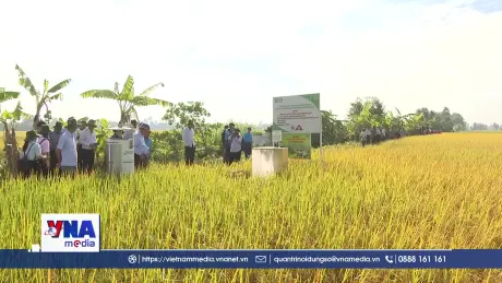 Vĩnh Long phát triển 8.000 ha lúa chất lượng cao đến 2026