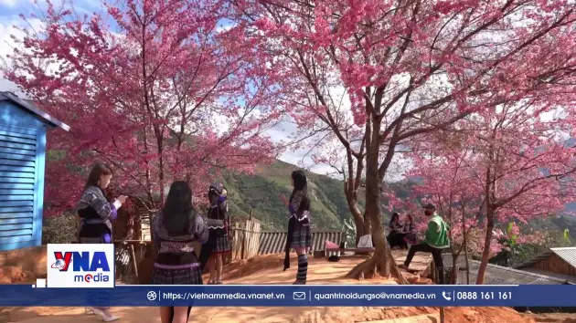 Lung linh sắc hoa Tớ Dày ở vùng cao Mù Cang Chải