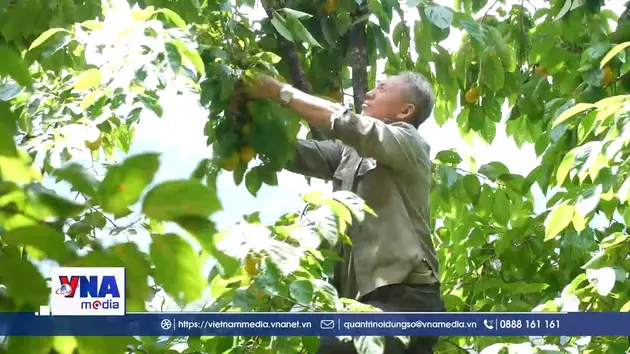 Cây thoát nghèo của đồng bào miền tây Nghệ An