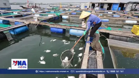 Cá chết hàng loạt trên sông Chà Và