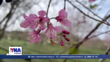 Đà Lạt quyến rũ trong mùa mai anh đào cuối năm