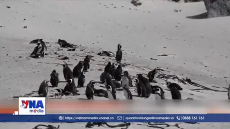 Lý giải hiện tượng chim cánh cụt châu Phi chết hàng loạt