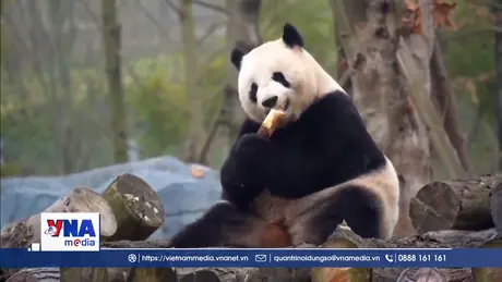 Mô hình bảo tồn gấu trúc mới ở Trung Quốc