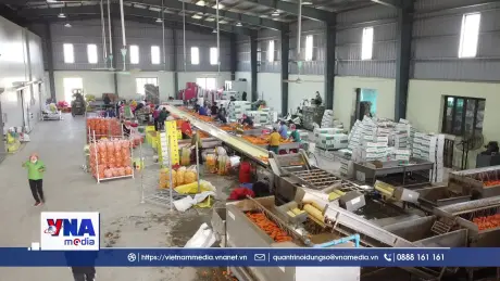 Xuất khẩu rau quả bứt tốc lập kỷ lục mới