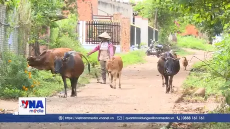 Gia Lai: Khó kiểm soát dịch bệnh do thiếu thú y cơ sở