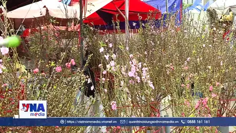 Chợ hoa Hà Nội rộn sắc xuân