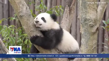 Gấu trúc con khuấy động năm mới tại Thành Đô, Trung Quốc