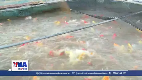 Phát triển bền vững nghề nuôi cá lồng trên sông Hồng