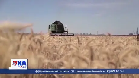 Gạo Ấn Độ từng bước mở rộng thị trường