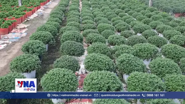 Làng hoa ở Quảng Trị kỳ vọng vụ Tết bội thu