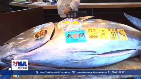 Kỷ lục đấu giá cá ngừ vây xanh 3,2 triệu USD