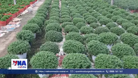 Làng hoa ở Quảng Trị kỳ vọng vụ Tết bội thu