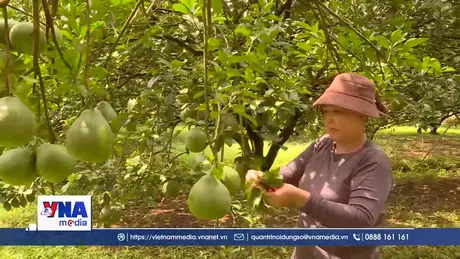 Bưởi Tết 2026 có xu hướng tăng giá do mất mùa
