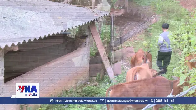Nông dân Sơn La phòng, chống đói rét cho đàn gia súc